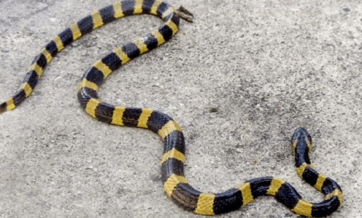 Укус равен смерти: 10 наиболее ядовитых змей в мире
