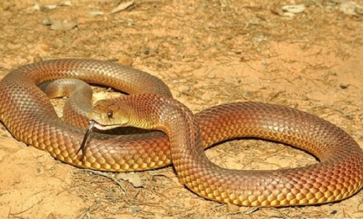 Укус равен смерти: 10 наиболее ядовитых змей в мире