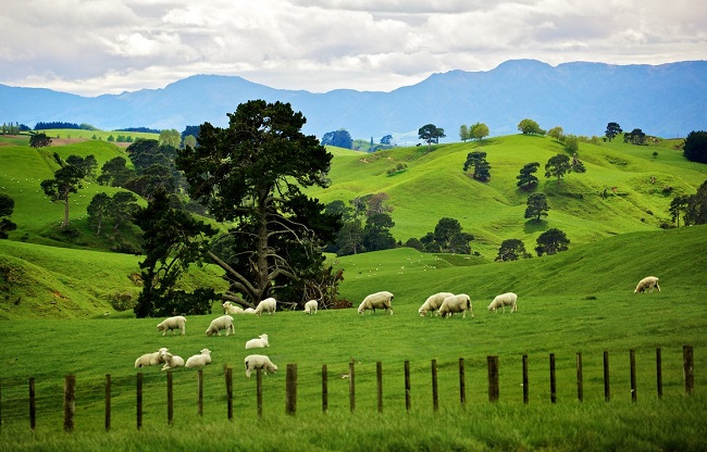 Захватывающие факты о Новой Зеландии