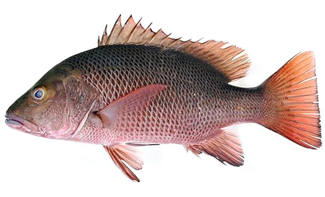 Рыба рыбе рознь: сорта рыбы, которые нельзя употреблять