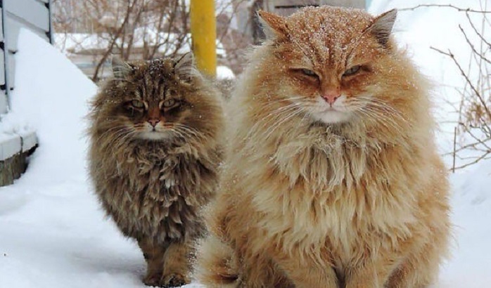 30 очаровательных фото пушистых котиков