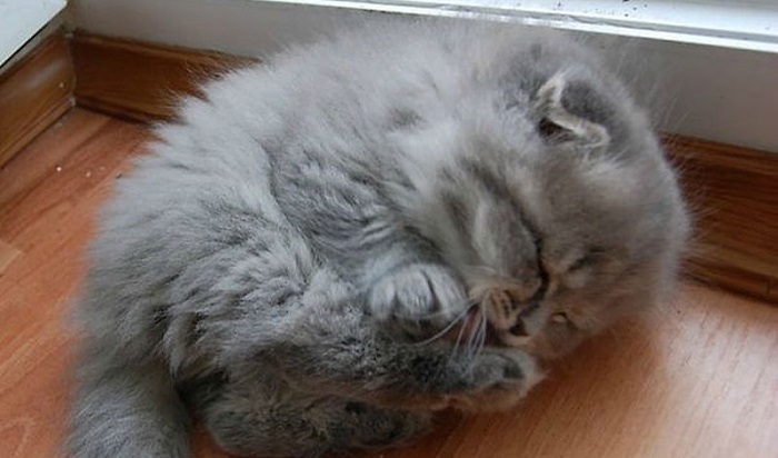 30 очаровательных фото пушистых котиков