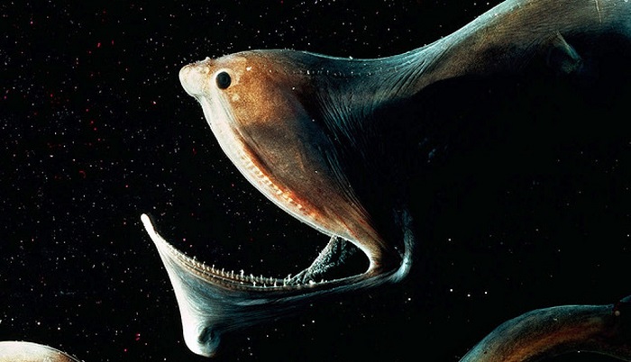 25 самых странных существ, живущих под водой