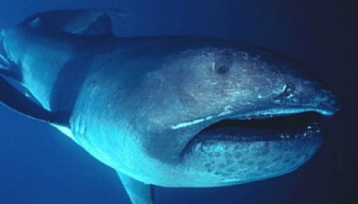 25 самых странных существ, живущих под водой