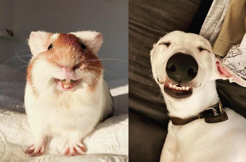 Самые смешные животные в мире, 30 фото