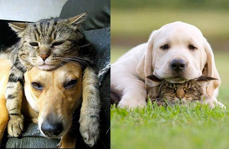 Коты против собак, 50 веселых фото