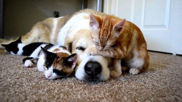 Коты против собак, 50 веселых фото