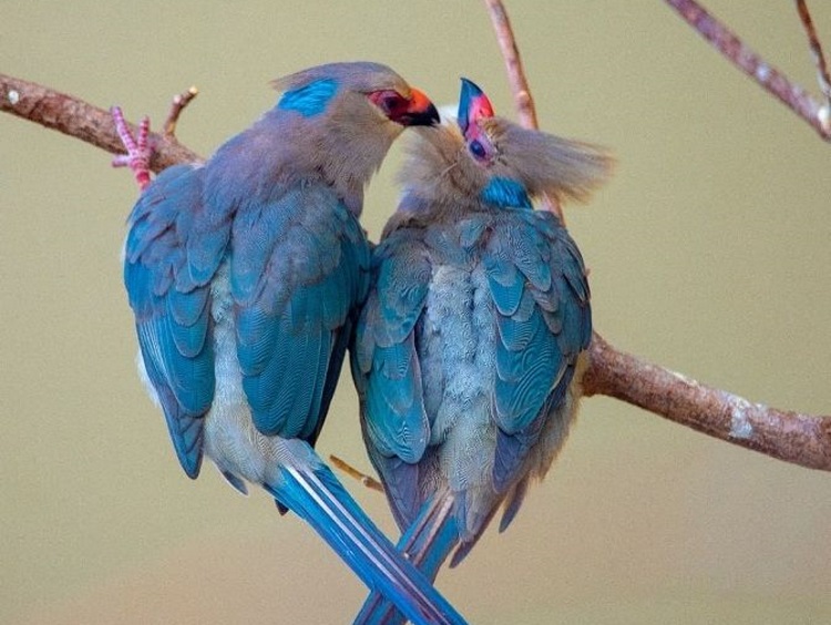 Любовь в мире природы, 50 трогательных снимков