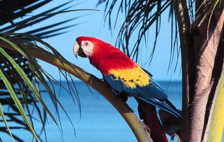 40 фото птиц невероятной красоты