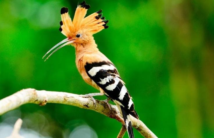 40 фото птиц невероятной красоты