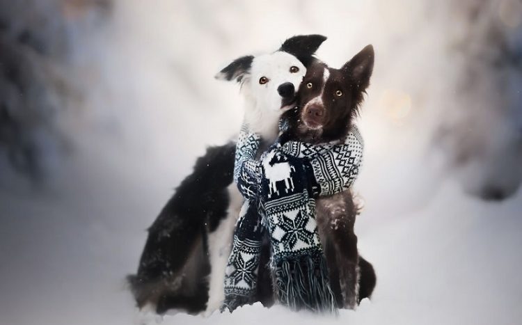 Растопят любое сердце: 50 невероятно красивых фото собак