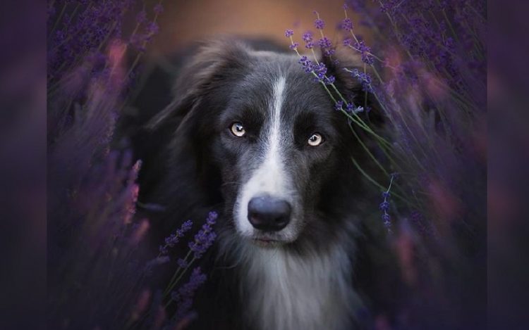 Растопят любое сердце: 50 невероятно красивых фото собак