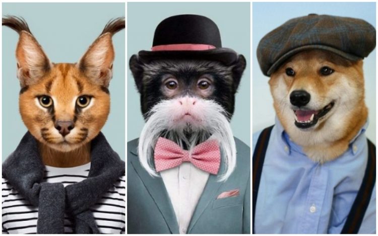 Еще те стиляги: 50 самых модных животных