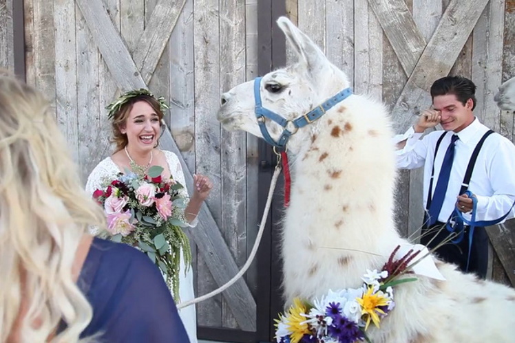 Наиболее смешные моменты со свадеб, которые когда-либо удавалось запечатлеть