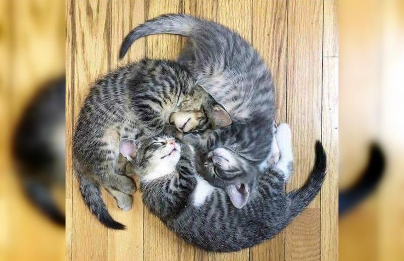 Очаровательные кошки, уснувшие в самых удивительных позах