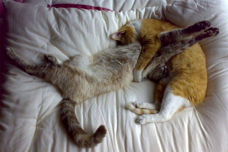 Очаровательные кошки, уснувшие в самых удивительных позах