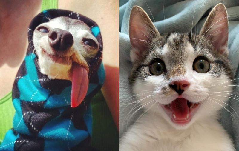 50 животных, которые сделают этот день лучше