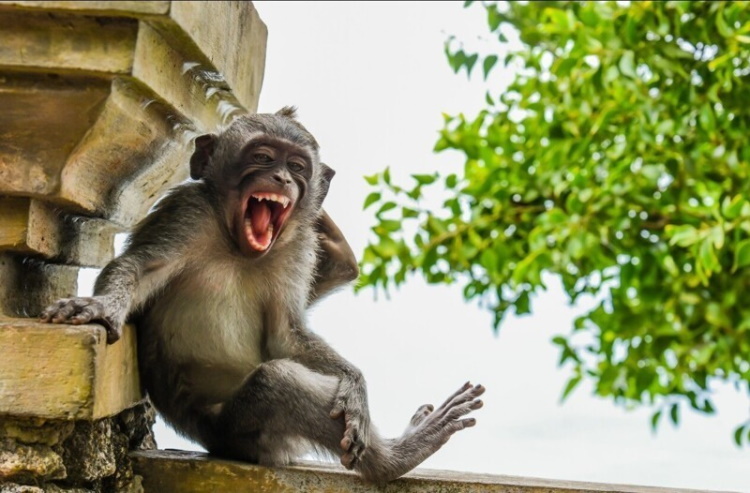 30 Best Comedy Photos from the World of Wild Animals