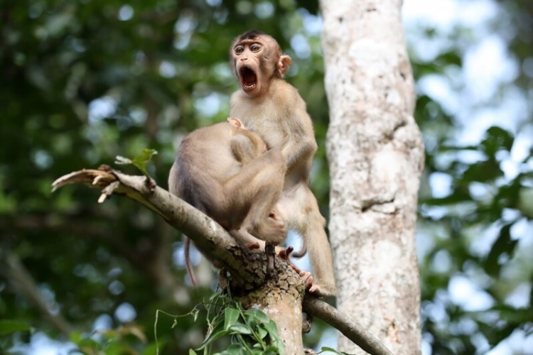 40 лучших новеньких комедийных фото из мира диких животных