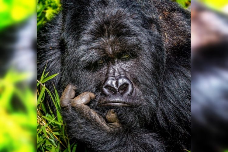 40 лучших новеньких комедийных фото из мира диких животных