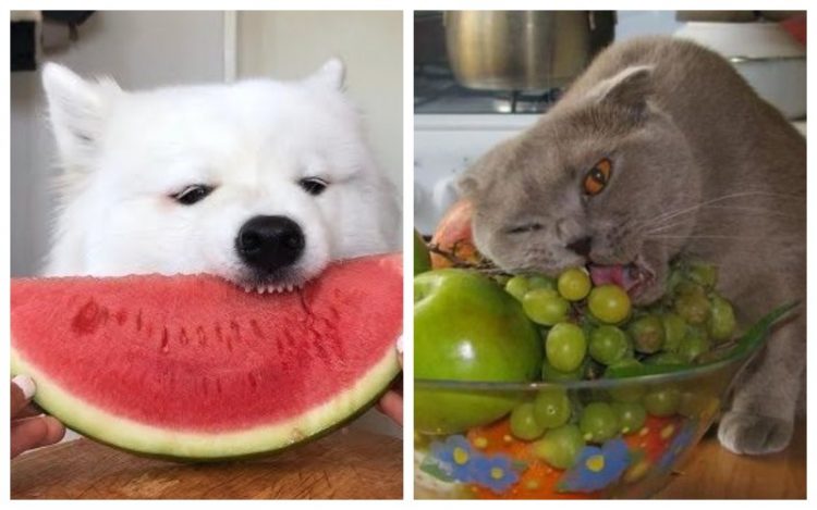 животные гурманы