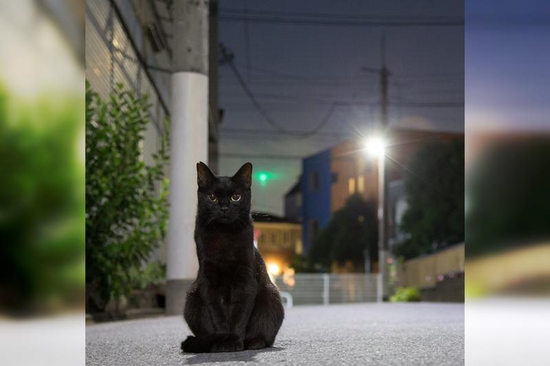 уличные японские коты 