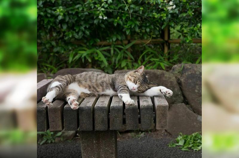 уличные японские коты 