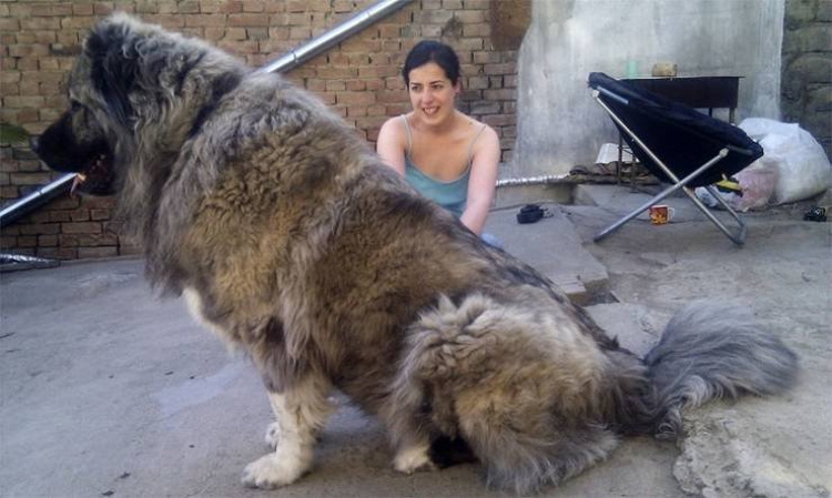 Огромные и очаровательные собаки: 30 фото