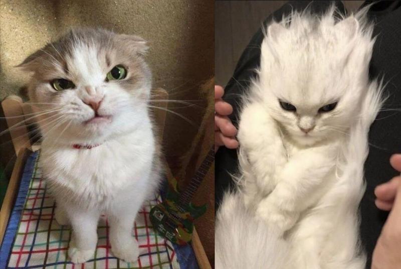 30 угрюмых котов, недовольных всем и вся