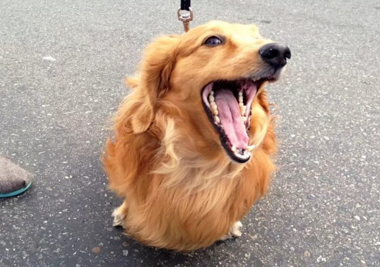 Cute and Comical: A Collection of Funny Dog Moments