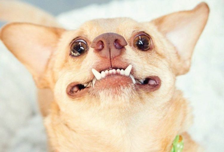 Cute and Comical: A Collection of Funny Dog Moments