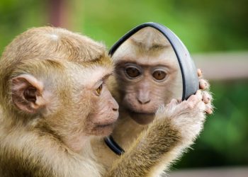 Top-30 Epic Animal Photobombs