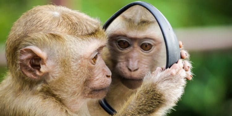 Top-30 Epic Animal Photobombs